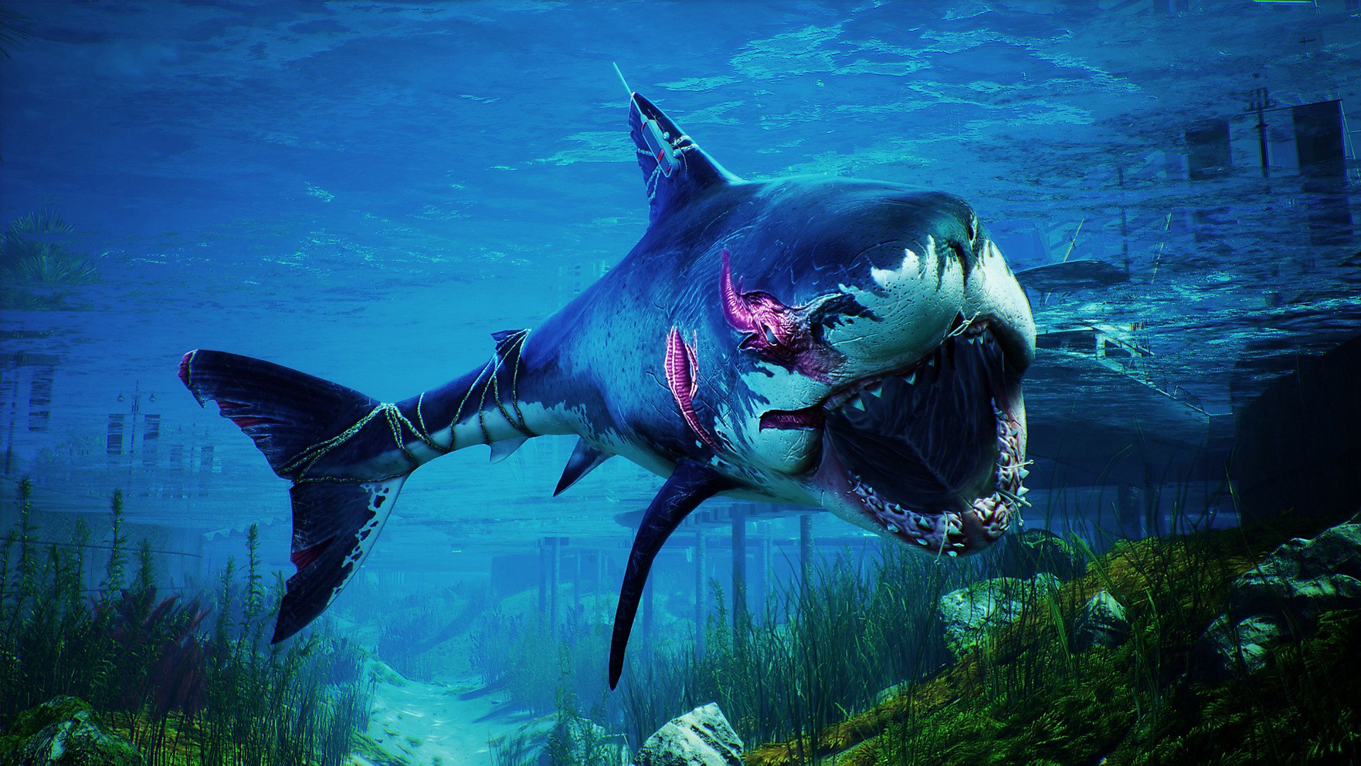 Žralocí RPG Maneater vstupuje do prodeje v krabicové verzi