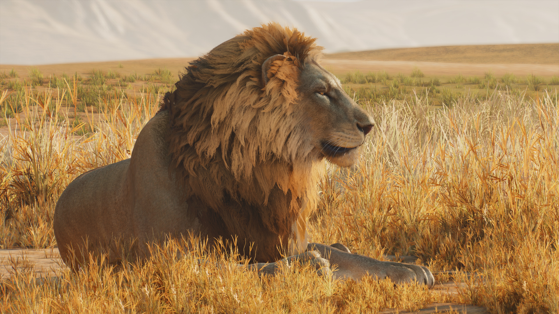 Lion_African