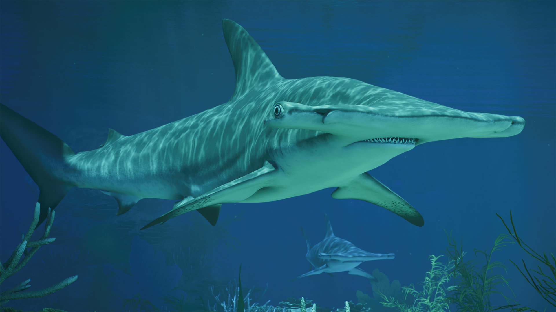 Shark_GreatHammerhead